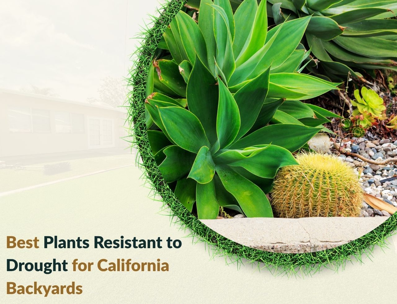 Succulents and river rock used in low maintenance California landscaping