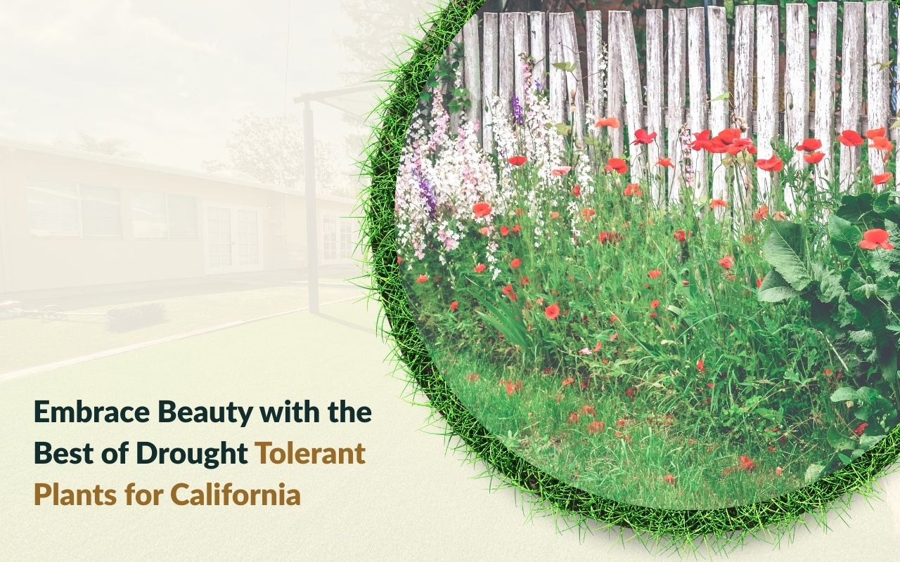 Vibrant California poppies thriving in a drought-tolerant garden