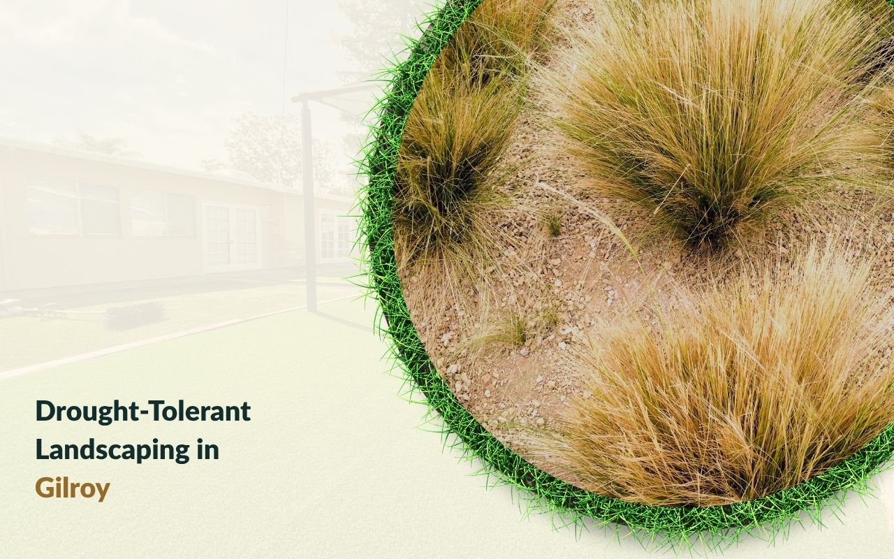 Eco-friendly Gilroy garden with native plants using Drought-Tolerant Landscaping in California principles